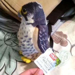 Audubon peregrine falcon